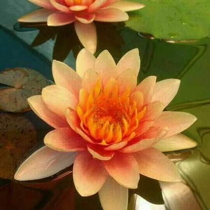 5 Rare Lotus Flower Seeds – Exotic Aquatic Blooms - Seed World