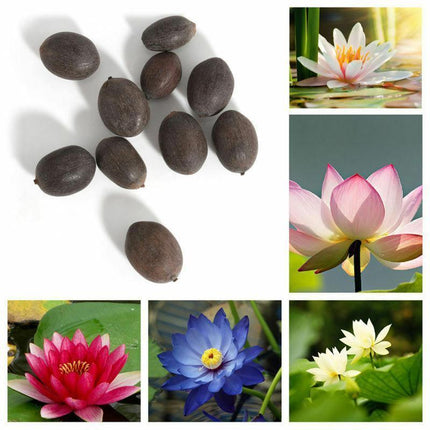 5 Rare Lotus Flower Seeds – Exotic Aquatic Blooms - Seed World