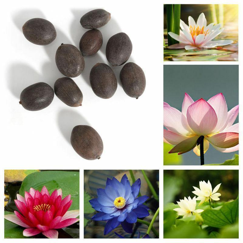 water flower seeds 5 Rare Lotus Flower Seeds – Exotic Aquatic Blooms – Seed World