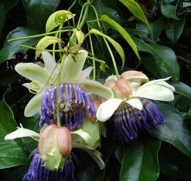 5 Rare Passiflora Popenovii | Perfect Passionfruit Seeds - Seed World