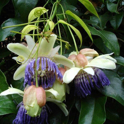 5 Rare Passiflora Popenovii | Perfect Passionfruit Seeds - Seed World