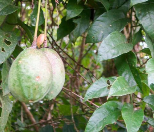 5 Rare Passiflora Popenovii | Perfect Passionfruit Seeds - Seed World