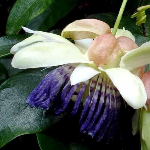5 Rare Passiflora Popenovii | Perfect Passionfruit Seeds - Seed World