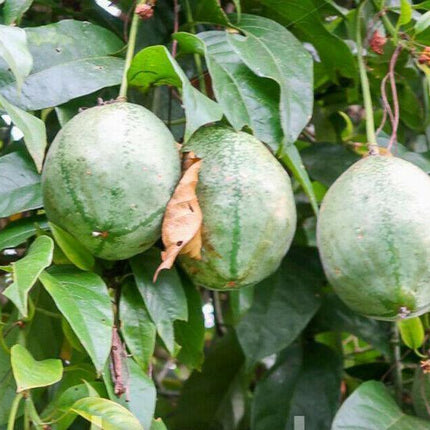5 Rare Passiflora Popenovii | Perfect Passionfruit Seeds - Seed World