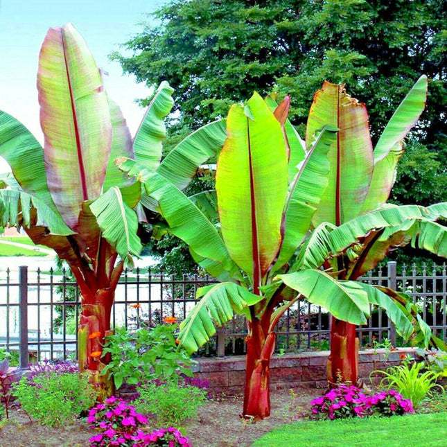 Tropical plants with large green leaves and red stalks in a garden setting.