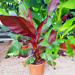 5 Red Abyssinian Banana Tree Seeds - Seed World