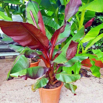 Red Abyssinian Banana –