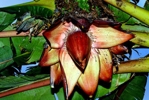 5 Red Abyssinian Banana Tree Seeds - Seed World