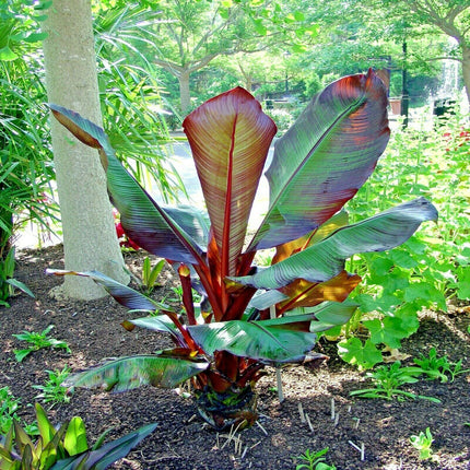 Tropical plant with large green and purple leaves in a garden setting