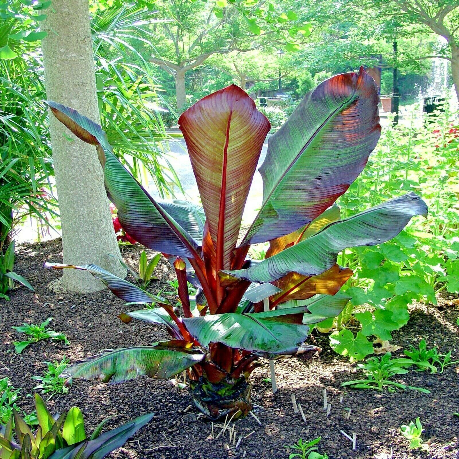 5 Red Abyssinian Banana Tree Seeds - Seed World