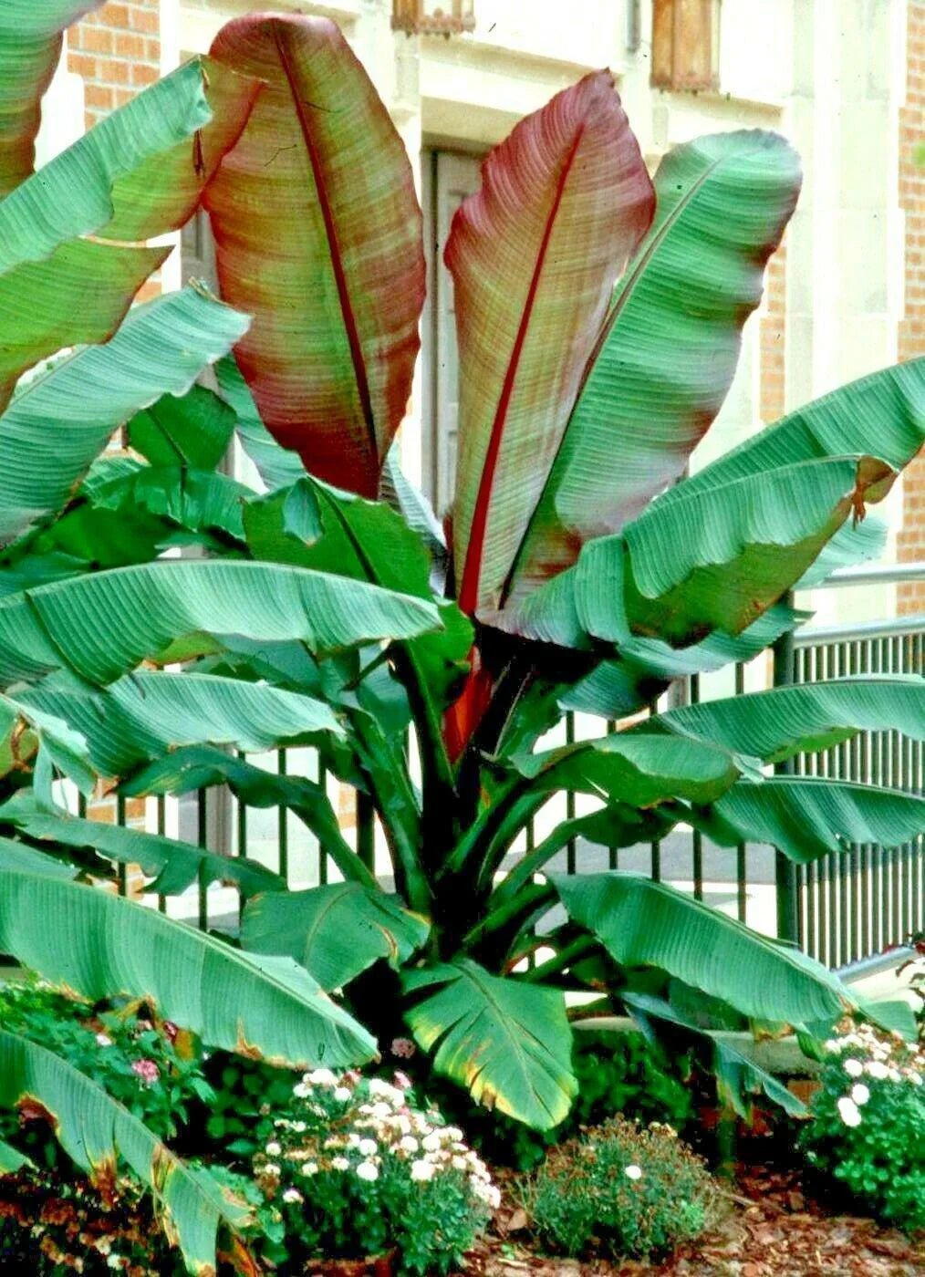 5 Red Abyssinian Banana Tree Seeds - Seed World