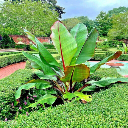 Large green leafy plant in a garden setting with trees and pathways in the background
