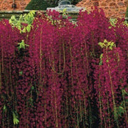 5 Red Black Dragon Wisteria Vine Seeds - Seed World