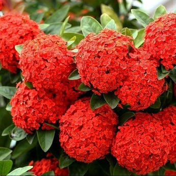 5 Red Hydrangea Seeds - Seed World