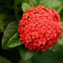 5 Red Hydrangea Seeds - Seed World