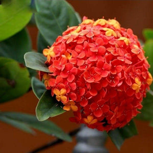 5 Red Hydrangea Seeds - Seed World