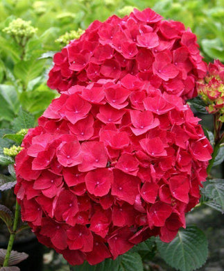 5 Red Hydrangea Seeds - Seed World