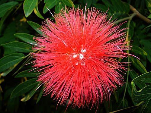 5 Red Mimosa Tree Seeds - Seed World