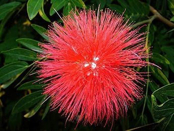 5 Red Mimosa Tree Seeds - Seed World