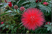 5 Red Mimosa Tree Seeds - Seed World