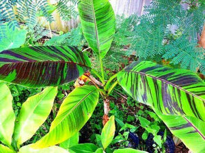 5 Red Tiger Banana (Musa Sikkimensis) Seeds - Seed World