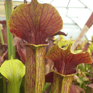 5 Red - Yellow Trumpets Pitcher Plant Seeds - Seed World