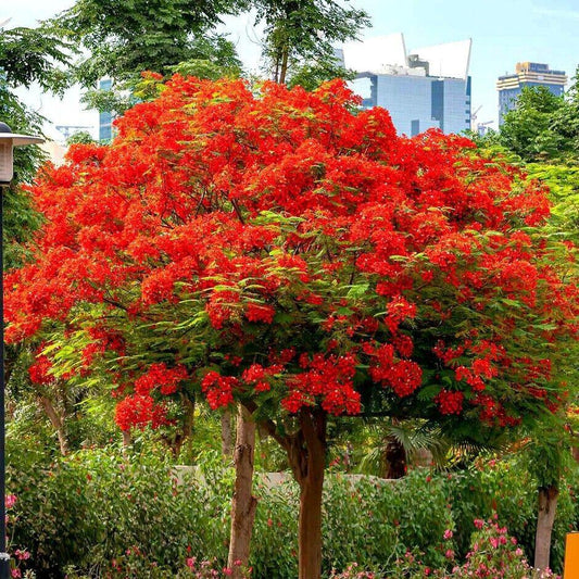 5 Royal Poinciana Tree (Delonix Regia) Seeds - Seed World