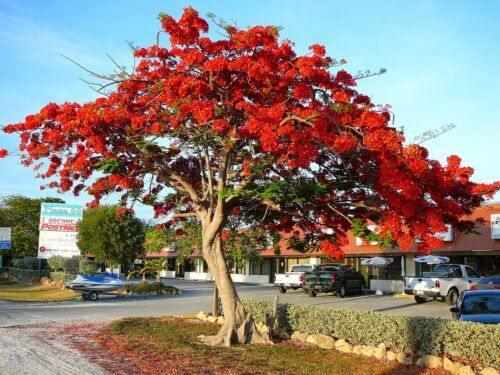 5 Royal Poinciana Tree (Delonix Regia) Seeds - Seed World