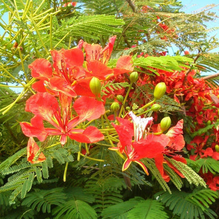 5 Royal Poinciana Tree (Delonix Regia) Seeds - Seed World