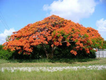 5 Royal Poinciana Tree (Delonix Regia) Seeds - Seed World