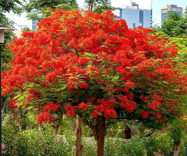 5 Royal Poinciana Tree (Delonix Regia) Seeds – Seed World