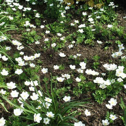 5 Snowdrop Windflower Seeds - Seed World