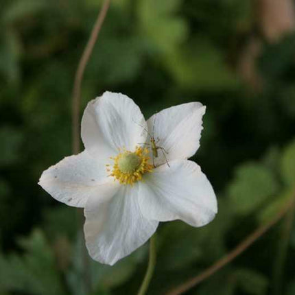 5 Snowdrop Windflower Seeds - Seed World