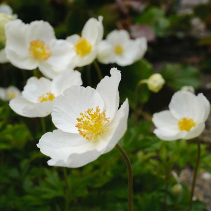 5 Snowdrop Windflower Seeds - Seed World