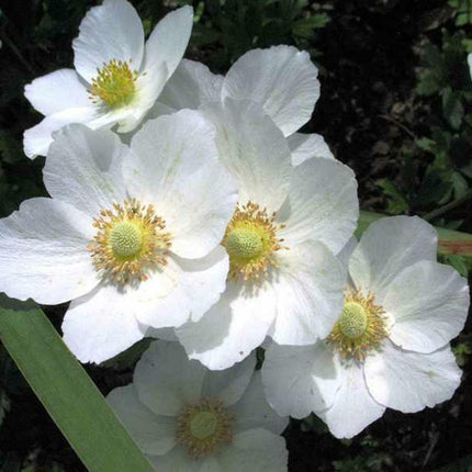 5 Snowdrop Windflower Seeds - Seed World