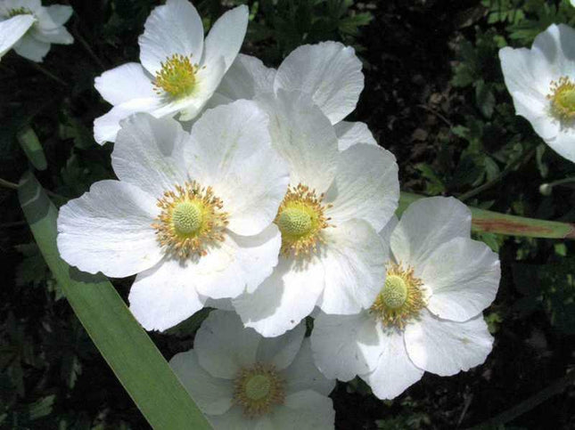 5 Snowdrop Windflower Seeds - Seed World