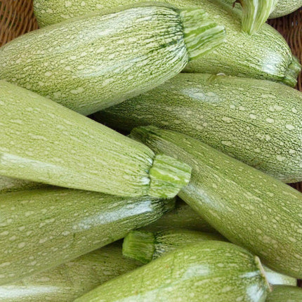 5 Species Mix Summer Squash Seeds - Seed World