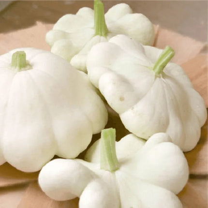 5 Species Mix Summer Squash Seeds - Seed World