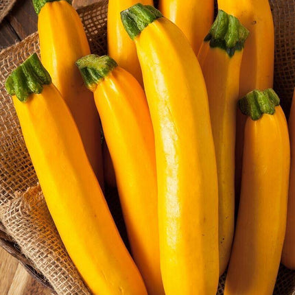 5 Species Mix Summer Squash Seeds - Seed World