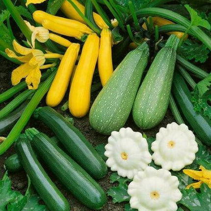 5 Species Mix Summer Squash Seeds - Seed World