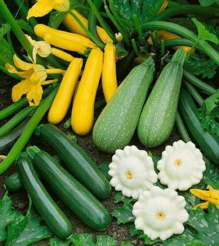 5 Species Mix Summer Squash Seeds - Seed World