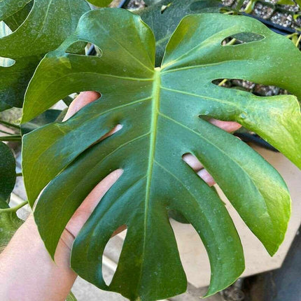 Hand holding a large green leaf with a blurred background