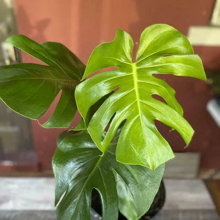 5 Swiss Cheese Plant - Monstera deliciosa Seeds - Seed World