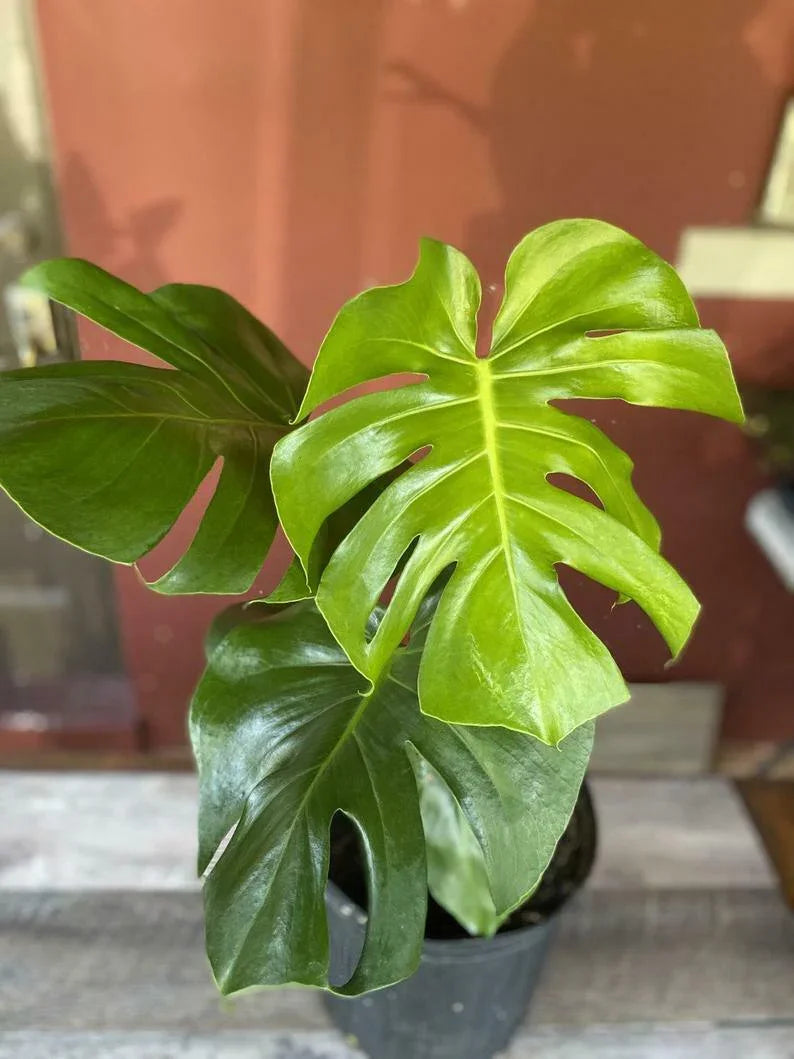 5 Swiss Cheese Plant - Monstera deliciosa Seeds - Seed World