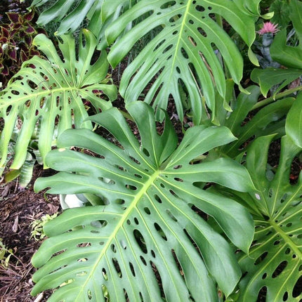 Large green leaves with a natural background