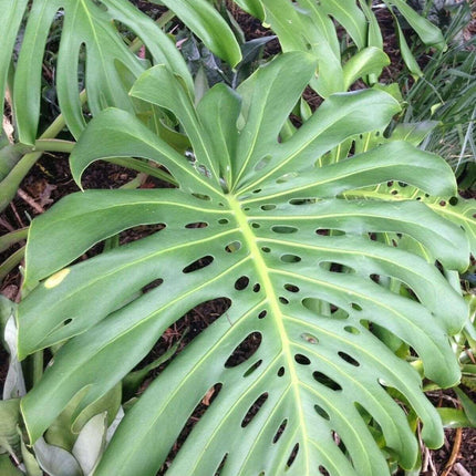 5 Swiss Cheese Plant - Monstera deliciosa Seeds - Seed World