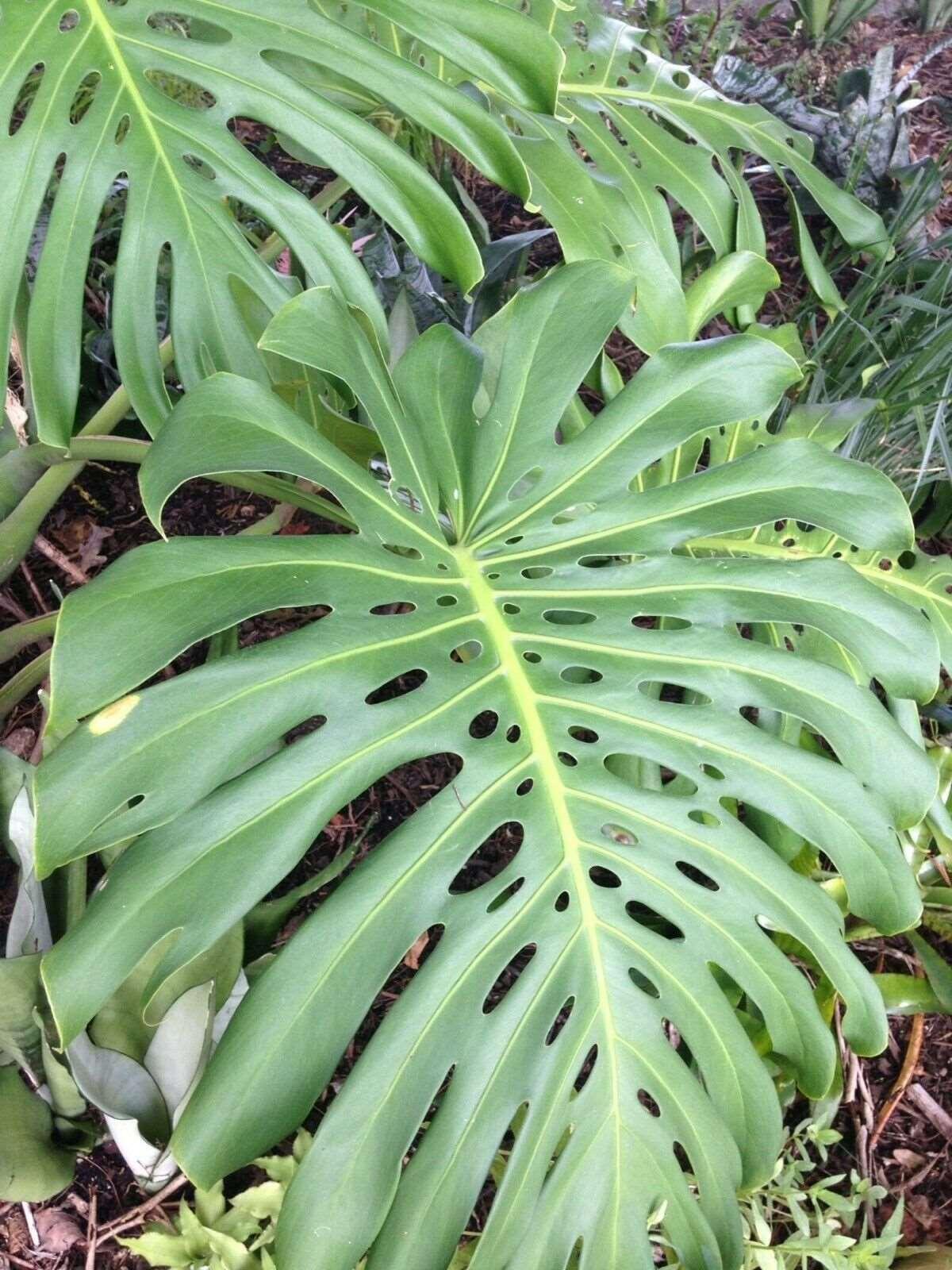 5 Swiss Cheese Plant - Monstera deliciosa Seeds - Seed World
