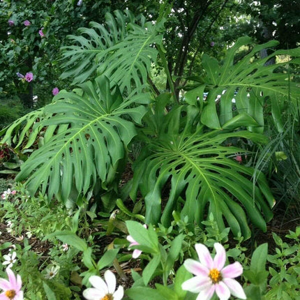 Green leafy plant with white and pink flowers in a garden setting