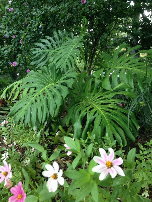 5 Swiss Cheese Plant - Monstera deliciosa Seeds - Seed World