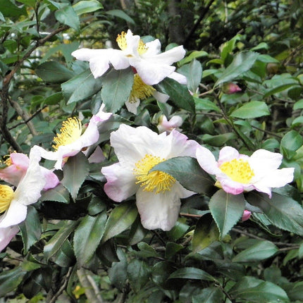 5 Tea Plant - Camellia Sinensis Seeds - Seed World